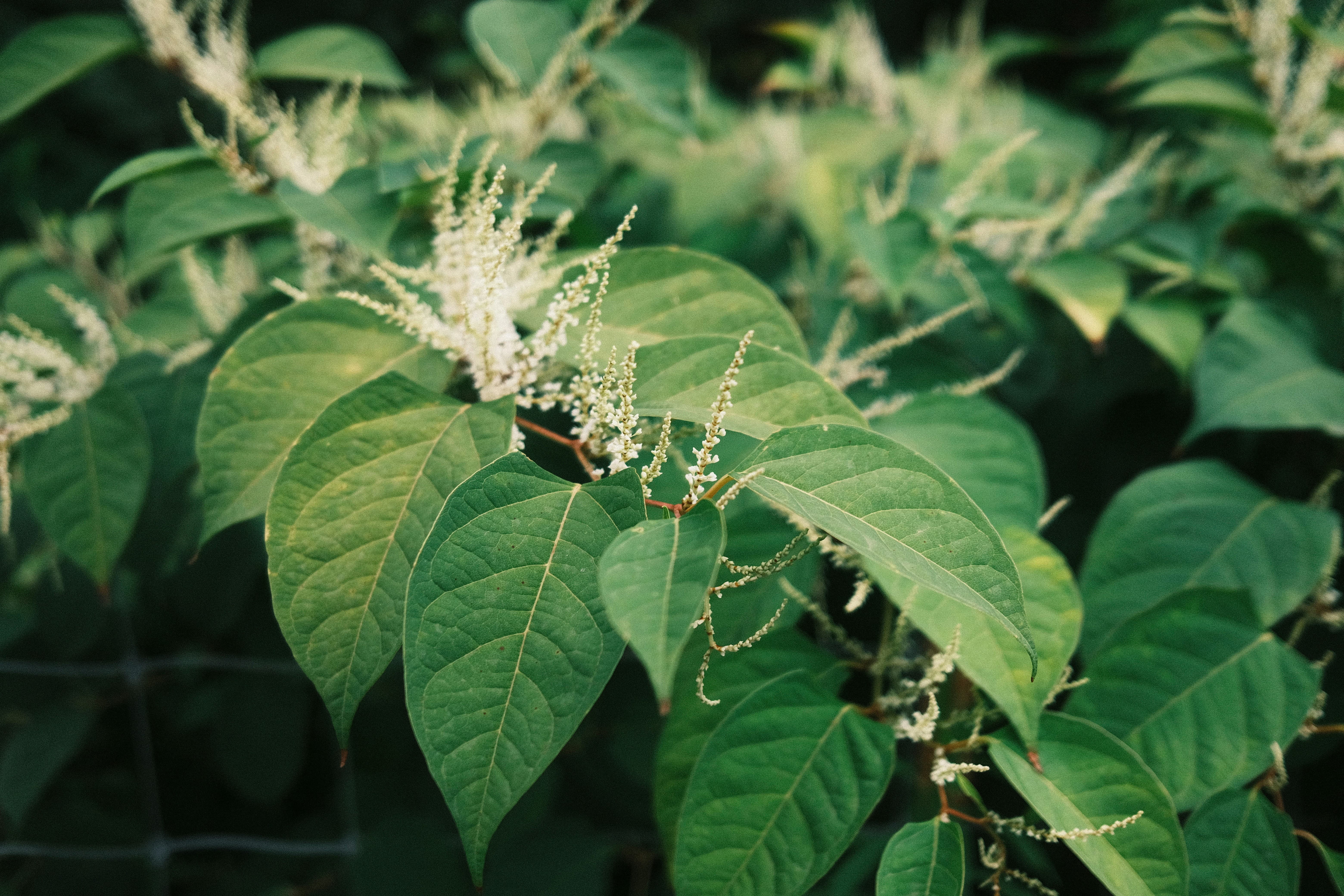 Resveratrol from Japanese Knotweed