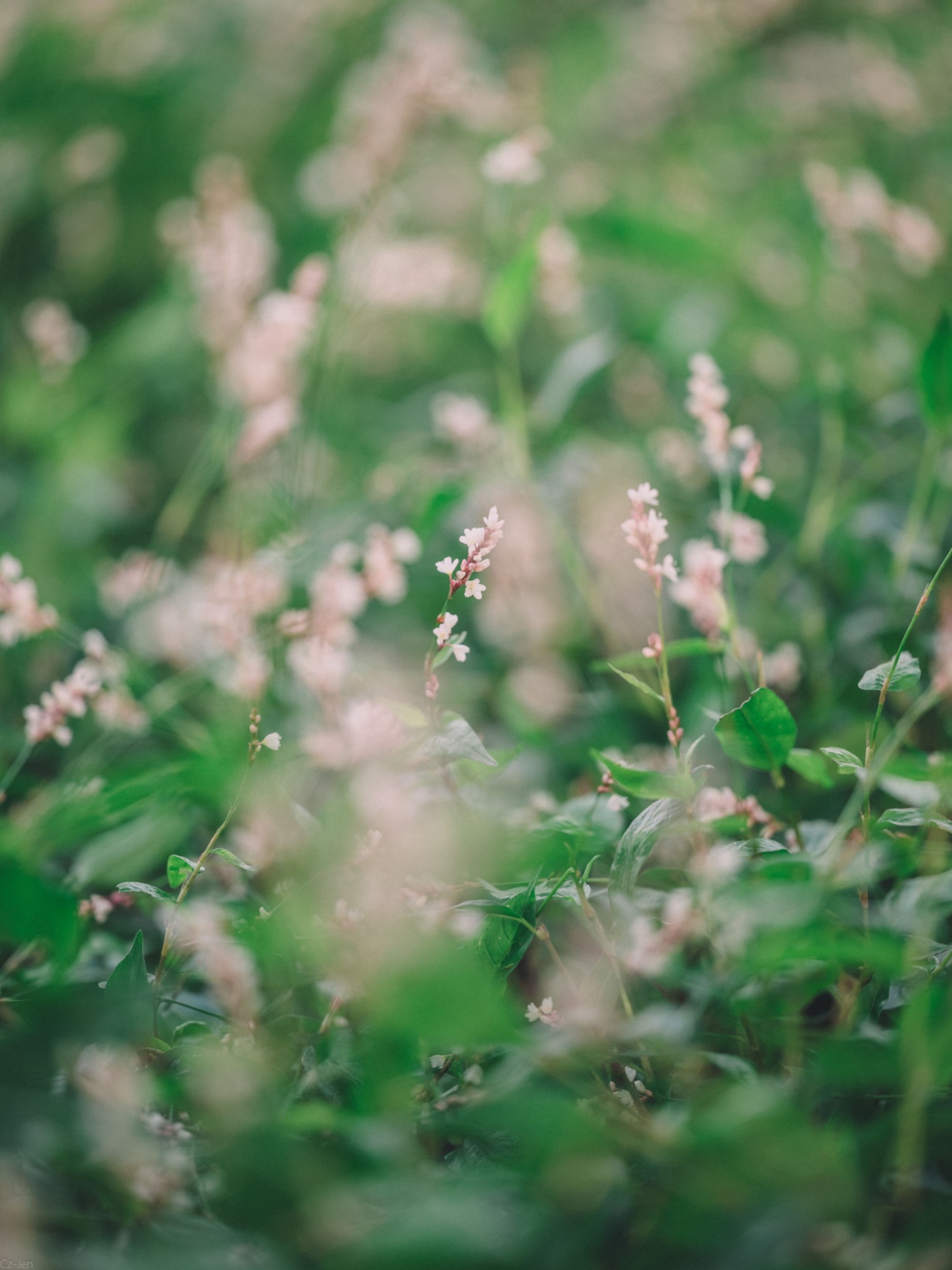 Resveratrol from Japanese Knotweed