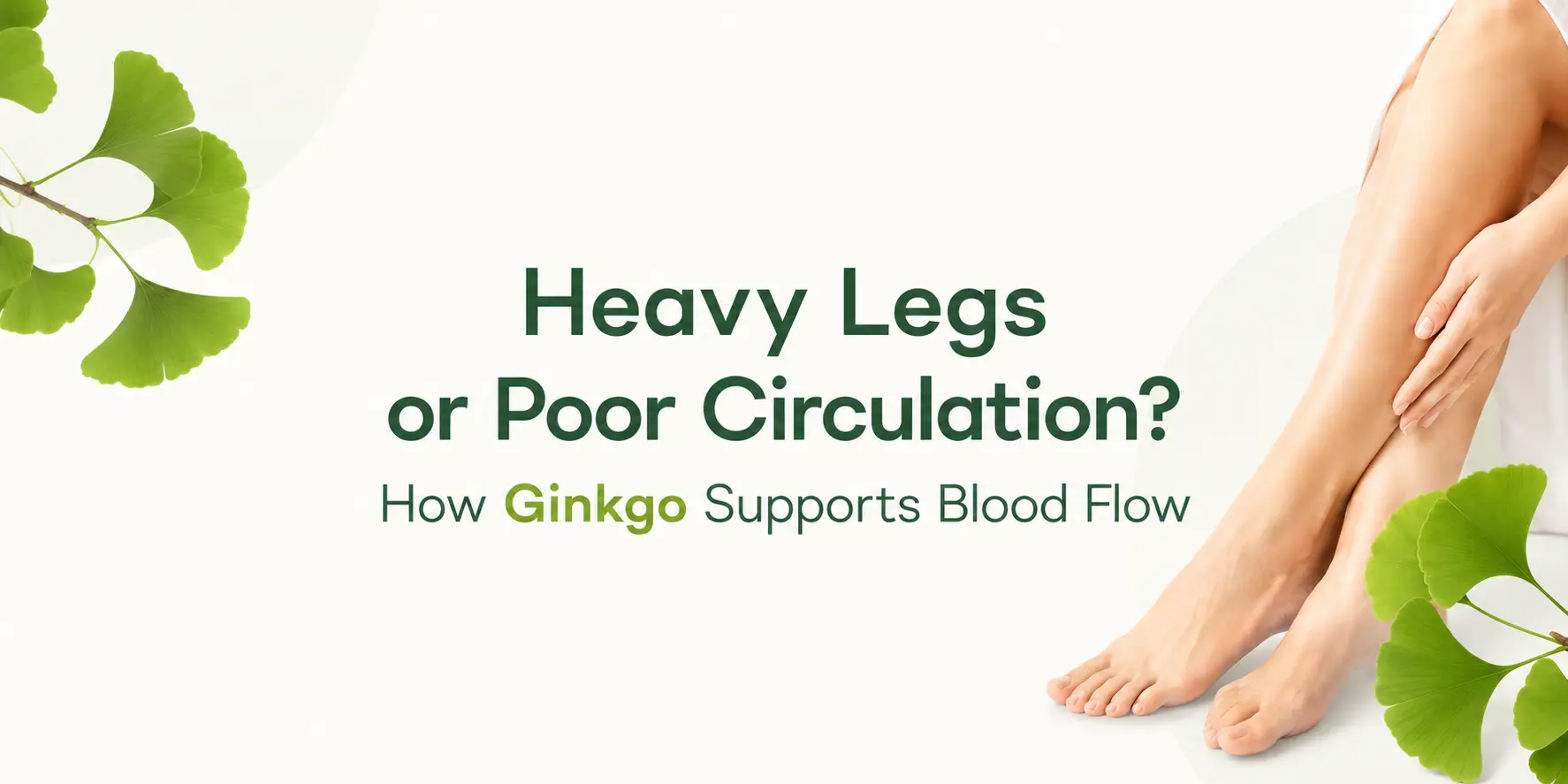heavy-legs-or-poor-circulation-how-ginkgo-supports-blood-flow-