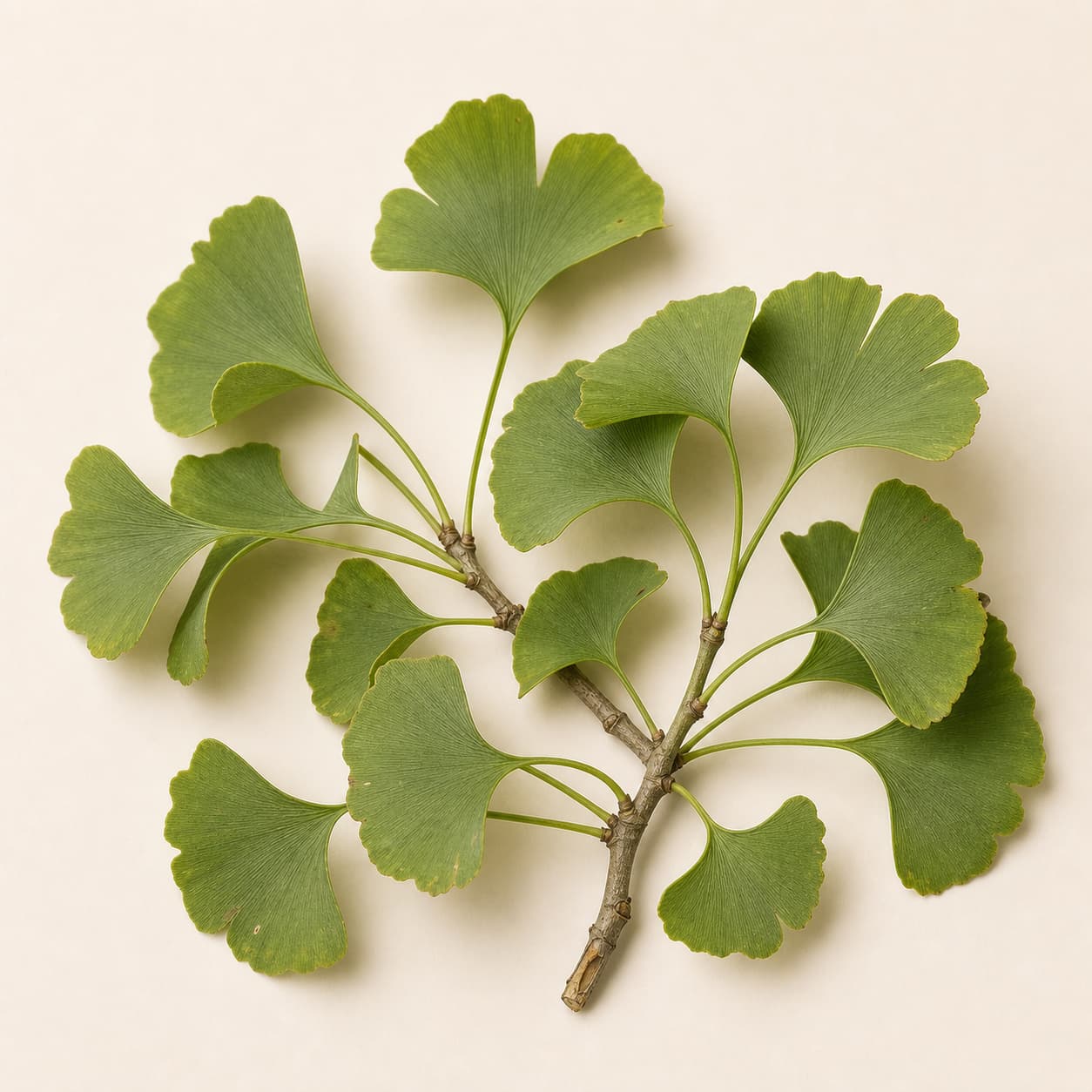 Ginkgo Biloba Leaf Extract
