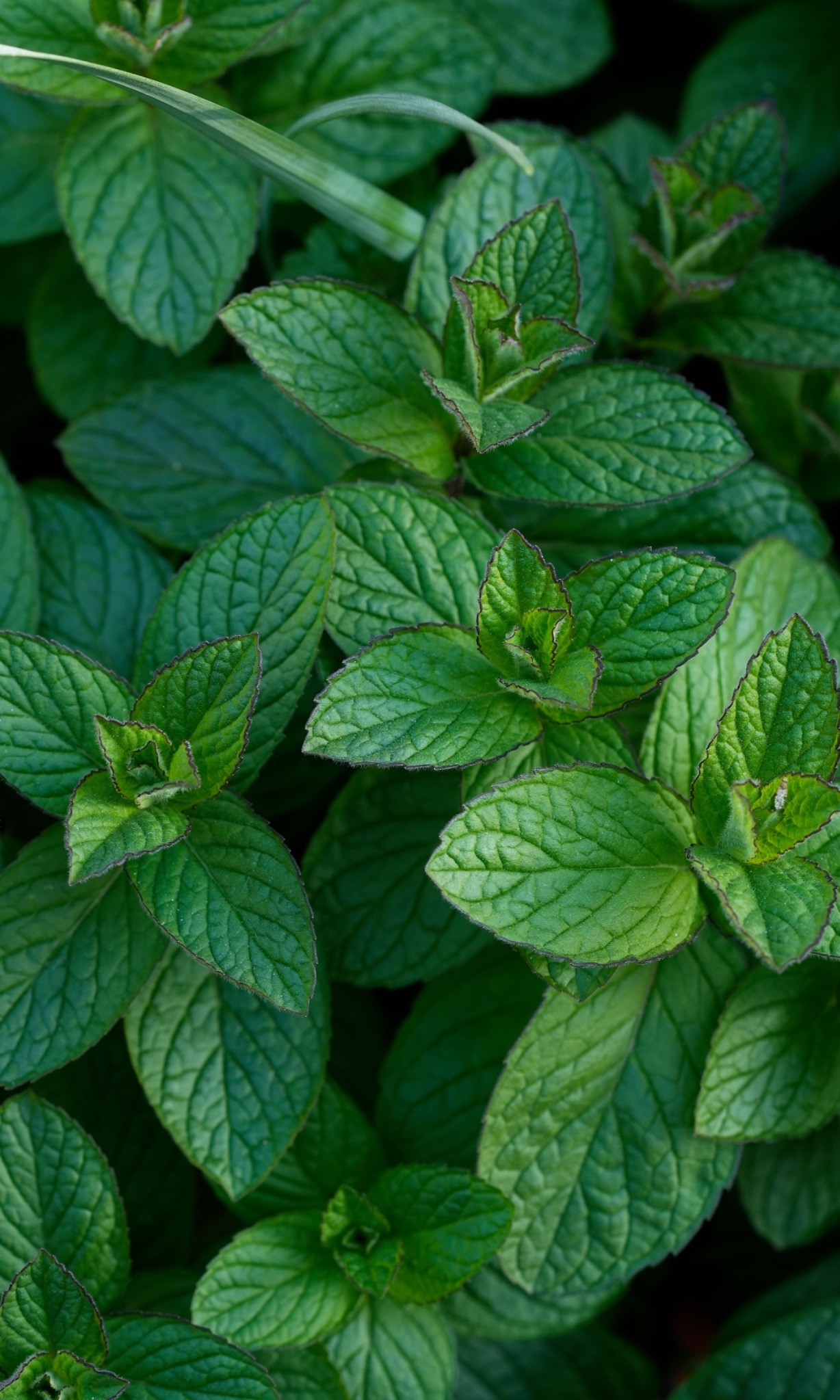Peppermint Essential Oil