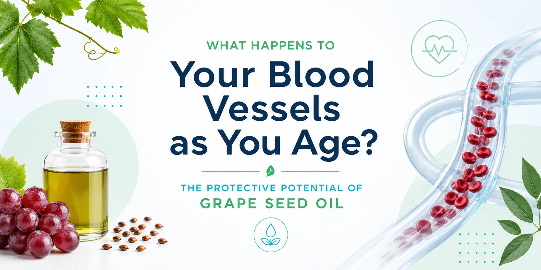 what-happens-to-your-blood-vessels-as-you-age-the-protective-potential-of-grape-seed-oil