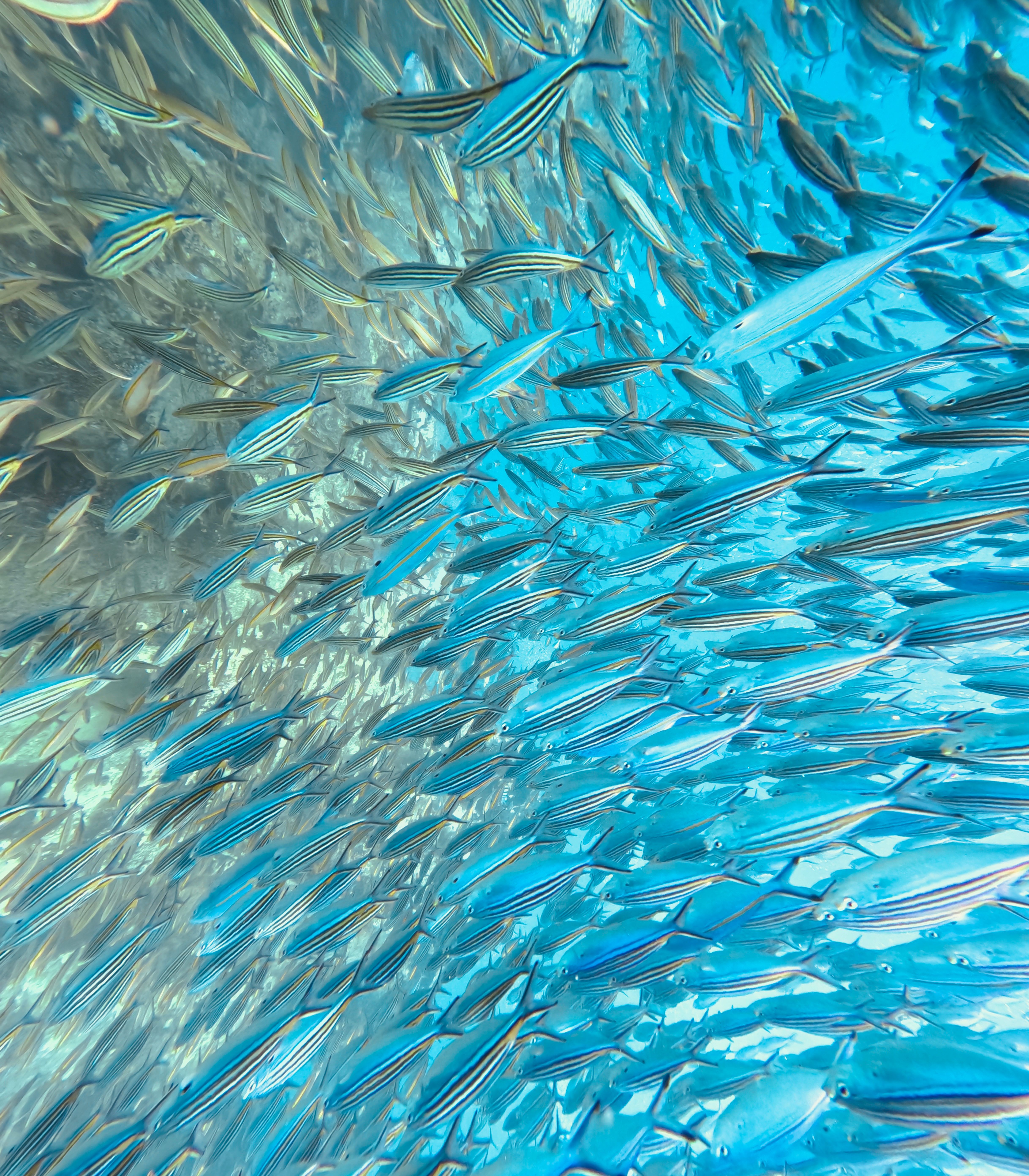Naticol® Hydrolyzed Fish Collagen
