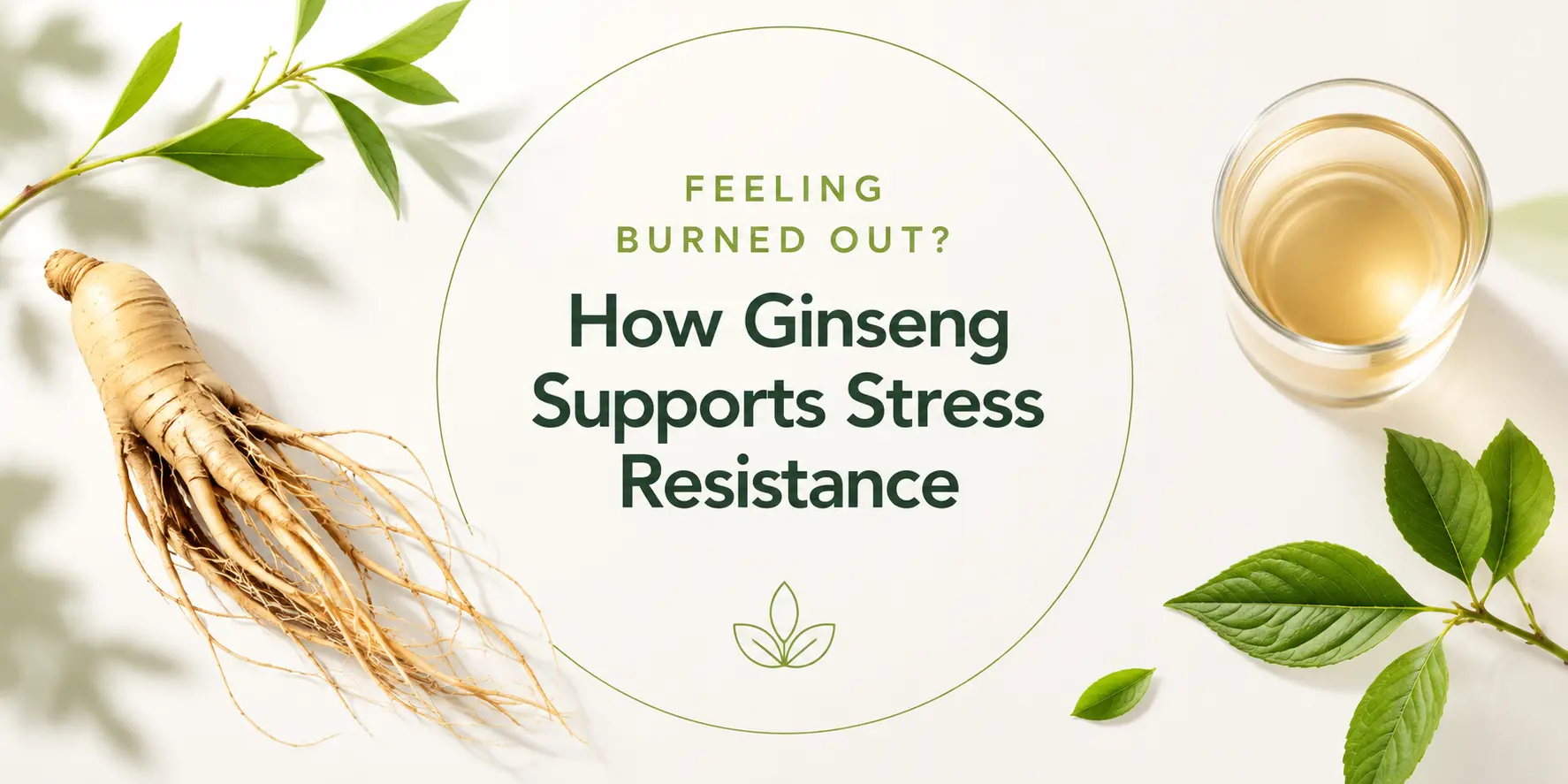 feeling-burned-out-how-ginseng-supports-stress-resistance-