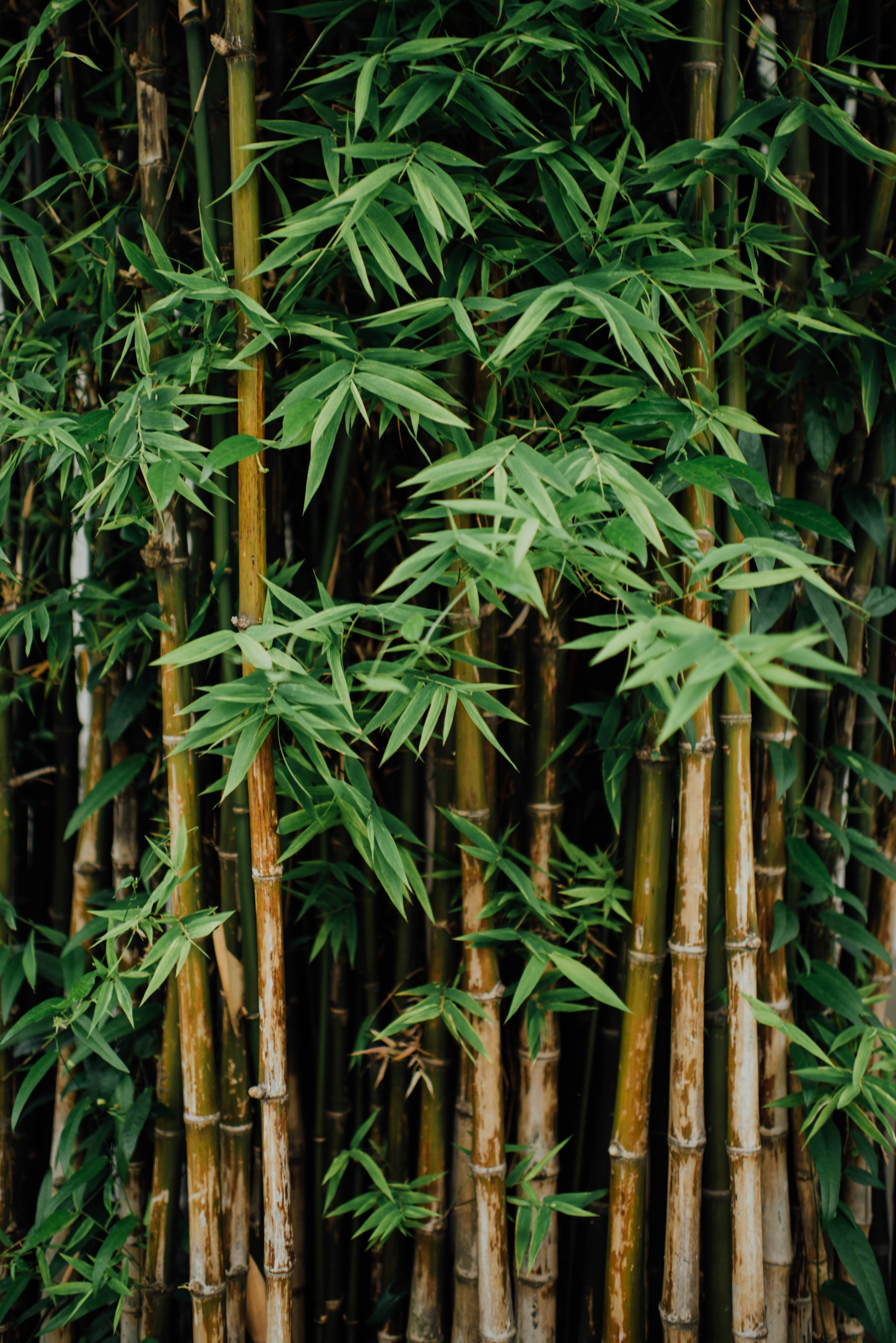 Organic Bamboo Silica